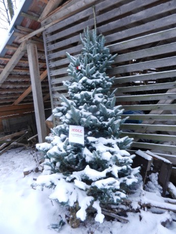 24. Prodej vánočních stromků v Nekoři - jedle kavkazská