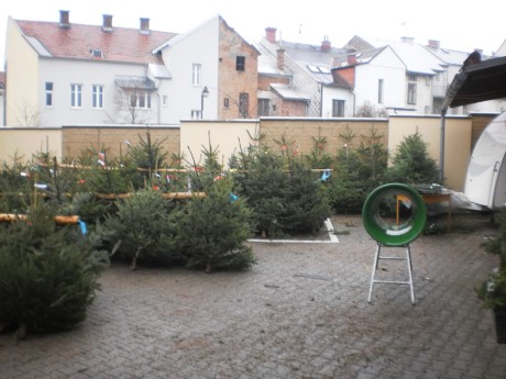 49. Prodej vánočních stromků v Žamberku - rok 2014