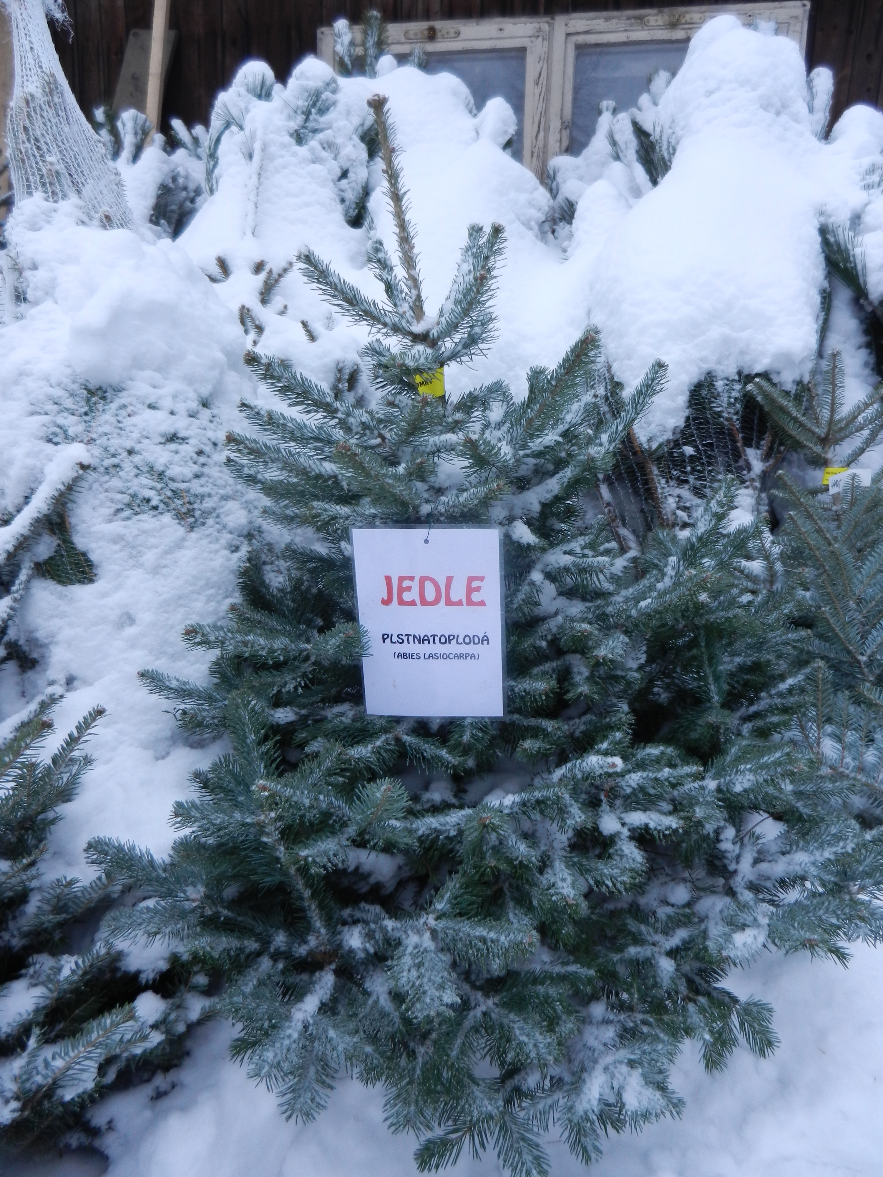 21. Prodej vánočních stromků v Nekoři