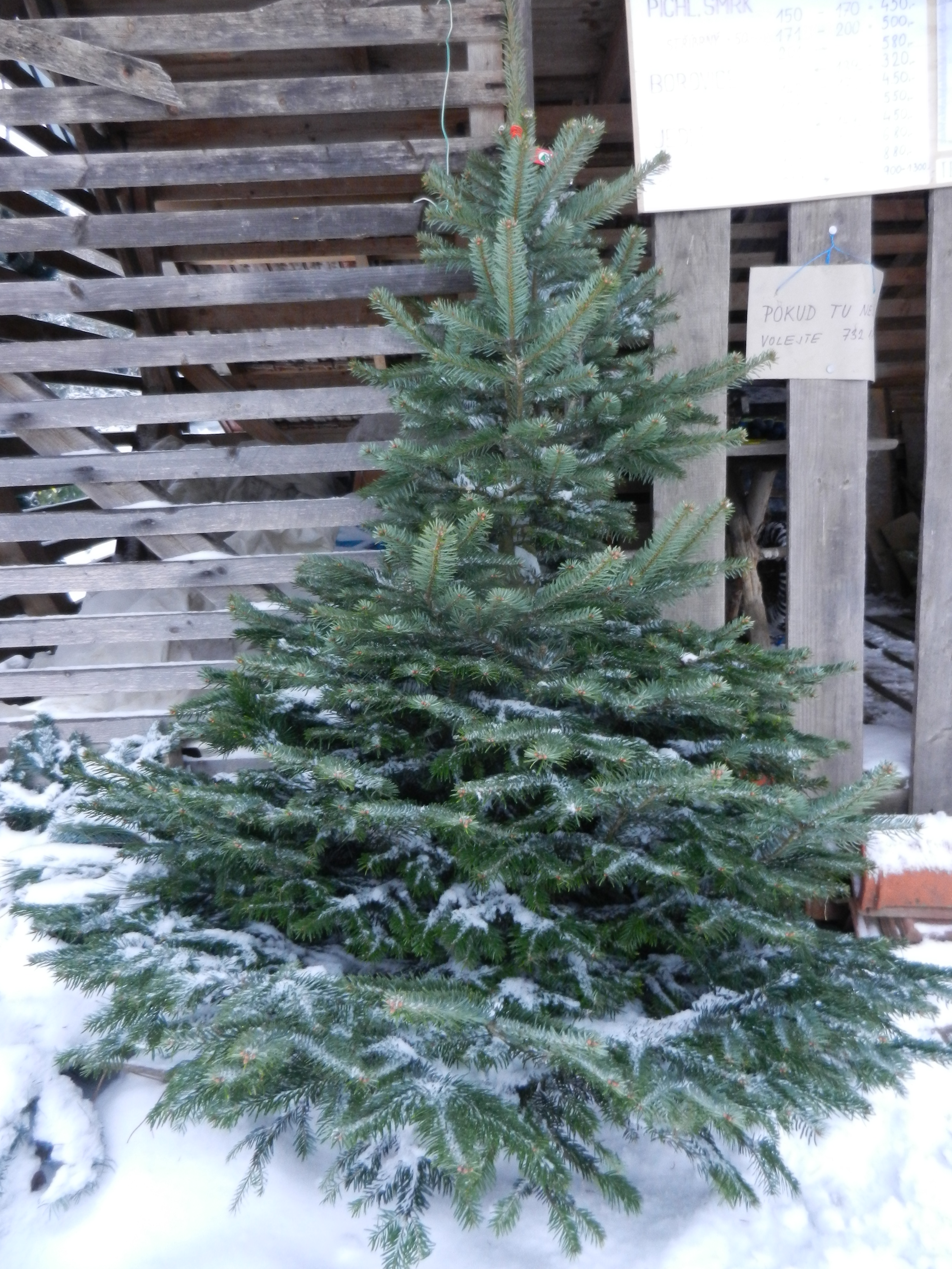 23. Prodej vánočních stromků v Nekoři - jedle kavkazská