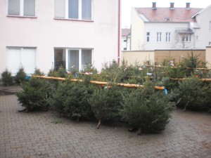 prodej-vanocnich-stromku-rok-2014---zamberk--6-.jpg