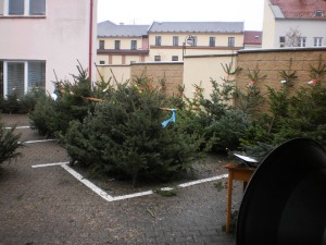 prodej-vanocnich-stromku-rok-2014---zamberk--2-.jpg