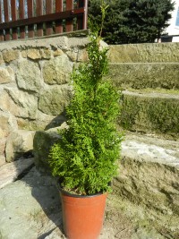 zerav-zapadni---thuja-occidentalis-smaragd--6-.jpg