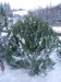 26. Prodej vánočních stromků v Nekoři - borovice černá